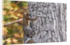 eastern gray squirrel by Anonymous