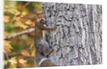 eastern gray squirrel by Anonymous