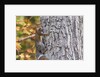 eastern gray squirrel by Anonymous