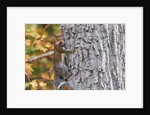 eastern gray squirrel by Anonymous