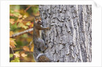 eastern gray squirrel by Anonymous