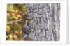 eastern gray squirrel by Anonymous