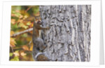 eastern gray squirrel by Anonymous