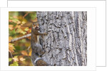 eastern gray squirrel by Anonymous
