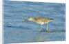 Willet; by Anonymous