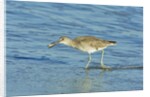 Willet; by Anonymous