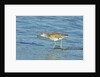 Willet; by Anonymous