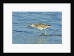 Willet; by Anonymous