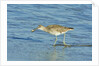 Willet; by Anonymous