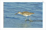 Willet; by Anonymous