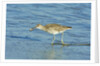 Willet; by Anonymous