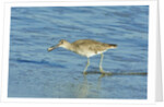 Willet; by Anonymous
