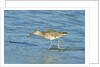 Willet; by Anonymous