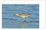 Willet; by Anonymous