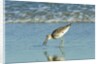 Willet; by Anonymous