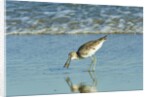 Willet; by Anonymous