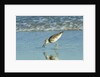 Willet; by Anonymous