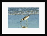 Willet; by Anonymous