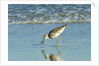 Willet; by Anonymous