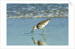 Willet; by Anonymous