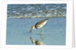 Willet; by Anonymous
