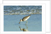 Willet; by Anonymous