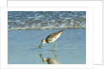 Willet; by Anonymous