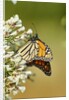 Monarch Butterfly by Anonymous