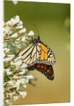 Monarch Butterfly by Anonymous