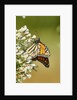 Monarch Butterfly by Anonymous