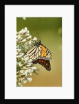 Monarch Butterfly by Anonymous