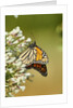 Monarch Butterfly by Anonymous