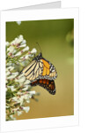 Monarch Butterfly by Anonymous