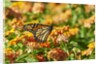 Monarch Butterfly by Anonymous
