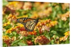 Monarch Butterfly by Anonymous