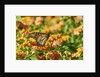 Monarch Butterfly by Anonymous
