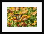 Monarch Butterfly by Anonymous