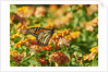 Monarch Butterfly by Anonymous