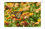 Monarch Butterfly by Anonymous