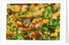 Monarch Butterfly by Anonymous