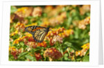 Monarch Butterfly by Anonymous