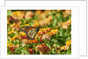 Monarch Butterfly by Anonymous