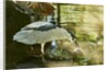 Night Heron; by Anonymous