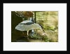 Night Heron; by Anonymous