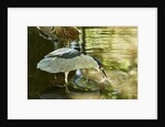 Night Heron; by Anonymous