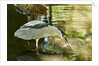 Night Heron; by Anonymous
