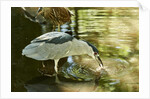 Night Heron; by Anonymous