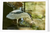 Night Heron; by Anonymous