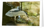 Night Heron; by Anonymous