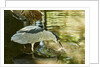 Night Heron; by Anonymous